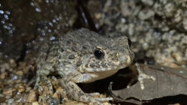 옴개구리 from 대한민국 경기도 의정부시 동일로122번길 151 on 2025년 10월 24일 (금) at 10:45 오후 by Man_Kissed_by_Viper... 