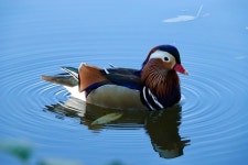 원앙 from Schübelweiher, Küsnacht ZH, ZH, CH on 2025년 10월... at 07:52 오전 by marigrob · iNaturalist 원앙 (Aix galericulata)