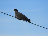 Patagioenas picazuro from Gral. Acha, La Pampa, Argentina on 2025년 11월 02일 (일) at 05:36 오후 by DANIEL OSCAR MOLINA... 