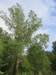 미류나무 from Larose Forest on 2016년 06월 12일 (일) at 06:00 오후 by Owen Clarkin · iNaturalist 미류나무 (Populus deltoides)