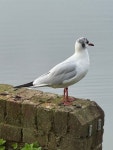 붉은부리갈매기 from Markshall Estate, Colchester, England, GB... iNaturalist 붉은부리갈매기 (Chroicocephalus ridibundus)
