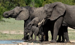 아프리카코끼리 in 12월 2016 by Reşit Akçakaya · iNaturalist 아프리카코끼리 (Loxodonta africana)