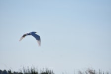 중대백로 from Brannan Island State Recreation Area, 17645 CA-160, Rio Vista, CA 94571, USA on 2025년 09월 08일 (월) at 09:07... 