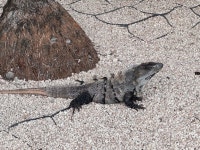 from Parque Nacional Tulum, Tulum, Q. Roo., MX on 2025년 11월 12일 (수) at 01:52 오후 by karimbo · iNaturalist Ctenosaura similis