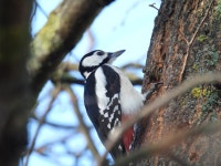 오색딱따구리 from Центральный район... 오후 by Subotko Oksana · iNaturalist 오색딱따구리 (Dendrocopos major)
