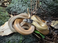 비바리뱀 in 8월 2025 by athruapehu · iNaturalist 비바리뱀 (Sibynophis chinensis)