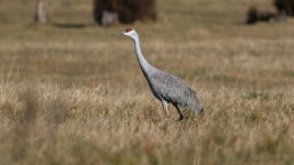 캐나다두루미 from Adams County, WI, USA on 2025년 11월 17일... by Andy Bridges · iNaturalist 캐나다두루미 (Antigone canadensis)