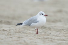 붉은부리갈매기 from 대한민국 강원특별자치도 강릉시... by Fran Kim · iNaturalist 붉은부리갈매기 (Chroicocephalus ridibundus)
