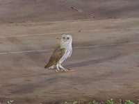 Tyto javanica from SHOP 2, YASHSHREE APPARTMENT N, MN 0939, Railway lines, Solapur, Maharashtra 413001, India on 2025년 11월... 