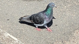 집비둘기 from Santa Cruz, CA, USA on 2025년 10월 06일 (월)... by Levee · iNaturalist 집비둘기 (Variety Columba livia domestica)