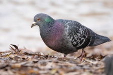 집비둘기 from Unterhimmler Au on 2025년 11월 19일 (수) at... Blach · iNaturalist 집비둘기 (Variety Columba livia domestica)