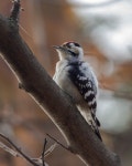 쇠오색딱따구리 from Заволжский р-н... by Ольга Балакина · iNaturalist 쇠오색딱따구리 (Dryobates minor)