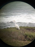 중대백로 from 6621–6699 Moonstone Beach Dr, Cambria, CA, US on 2017년 01월 02일 (월) at 10:25 오전 by Jared Barr... 
