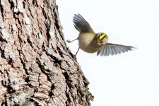 상모솔새 from 3885 Cortegaça, Portugal on 2025년 11월 22일 (토) at 07:30 오후 by Jose Neto · iNaturalist 상모솔새 (Regulus... 