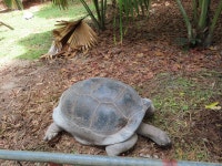 알다브라코끼리거북 in 10월 2025 by Michelle Goerdel · iNaturalist 알다브라코끼리거북 (Aldabrachelys gigantea)
