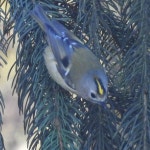 상모솔새 in 10월 2025 by vadmese · iNaturalist 상모솔새 (Regulus regulus)