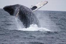 혹등고래 from Farallon Islands, California, United States on... · iNaturalist 혹등고래 (Megaptera novaeangliae)