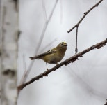 , Россия on 2025년 11월 25일 (화) at 11:20 오전 by shvarevandrey · iNaturalist 상모솔새 (Regulus regulus)
