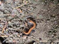 Plethodon cinereus from M237+3M, Brooklyn, NY 11218, USA on 2025년 11월 25일 (화) at 12:33 오후 by lachlanbebout... 