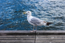 카스피해갈매기 from Amsterdã, Países Baixos on 2025년... - Amsterdam - Agosto 2025 · iNaturalist 카스피해갈매기 (Larus... 
