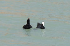 Fulica cristata from Hadibu, Йемен on 2025년 11월 09일 (일) at 11:53 오전 by Nikita Tiunov · iNaturalist Fulica cristata