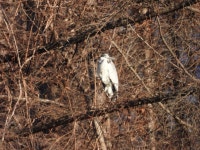 왜가리 from 대한민국 경기도 연천군 전곡읍 on 2025년 01월 15일 (수) at 04:10 오후 by Sang-Hyeon Jin · iNaturalist 왜가리... 