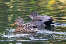 알락오리 from Watercress Wildlife Association, St Albans, UK on 2025년 11월 30일 (일) at 03:17 오후 by Cristóbal Costoya... 