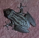 Scinax ruber from Potaro-Siparuni, GY on 2025년 12월 05일 (금) at 06:53 오후 by Andy Frank · iNaturalist Scinax ruber