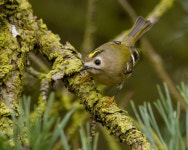상모솔새 from Agerbæk, Danmark on 2025년 10월 12일 (일) at 10:45 오전 by Tobias S. Radmer · iNaturalist 상모솔새 (Regulus... 