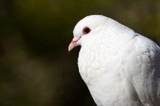집비둘기 from Gibraltar GX11 1AA, Gibraltar on 2025년 12월... Dopico · iNaturalist 집비둘기 (Variety Columba livia domestica)