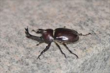 2018년07월14일, 강원도 춘천시 남산면 백양리 엘리시안강촌에서 찍었습니다..^^ · iNaturalist Trypoxylus dichotomus
