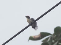 Dicaeum cruentatum from 10310泰國曼谷 Huai Khwang, 曼谷惠恭王車站 on 2025년 10월 10일 (금) at 02:51 오후 by emanon... 