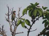 Psilopogon haemacephalus from 00, Chatra Vilas Garden, Nayapura, Kota, Rajasthan 324001, India on 2023년 03월 15일 (수) at 08:48... 