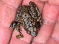 옴개구리 from 대한민국 경상남도 창원시 진해구 on 2025년 12월 13일 (토) at 03:33 오후 by taiwan_habu_korea · iNaturalist... 