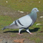 집비둘기 from Martin Luther King Jr. Regional Shoreline... 오후 by b1rb · iNaturalist 집비둘기 (Variety Columba livia domestica)
