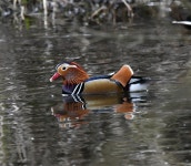 원앙 from Cheshire East, UK on 2025년 03월 12일 (수) at 12:50 오후 by A Emmerson · iNaturalist 원앙 (Aix galericulata)