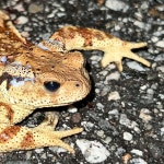 두꺼비 from Simin-ro, Uijeongbu-si, Gyeonggi-do, South Korea on... middle of the street. · iNaturalist 두꺼비 (Bufo sachalinensis)