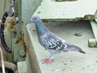 집비둘기 from Portland VIC 3305, Australia on 2025년 10월... rolandwirth · iNaturalist 집비둘기 (Variety Columba livia domestica)