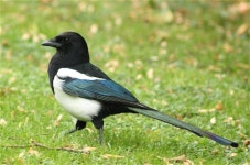 유럽까치 from Frederiksberg C, Frederiksberg, Dänemark on... 08일 (목) at 10:25 오전 by ajott · iNaturalist 유럽까치 (Pica pica)