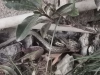 Elaphe bimaculata from 中国浙江省嘉兴市南湖区中环北路QPPX+34M 邮政编码: 314003 on 2025년 12월 19일 (금) at 05:09 오후 by... 