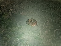 Bothrops alternatus from Acceso a Puerto Tirol S/N, H3505 Puerto Tirol, Chaco, Argentina on 2025년 12월 20일 (토) at 10:18... 