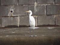 중대백로 from Inari, Sōka, Saitama 340-0003, Japan on 2025년 12월 25일 (목) at 02:04 오후 by belvedere04. Japanese name... 