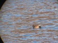 알락오리 from 대한민국 대전광역시 유성구 문지로 282-36 씨크릿우먼 on 2025년 12월 25일 (목) at 04:01 오후 by Donghyeok Koh... 