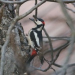 오색딱따구리 from Strada Crișan, Alesd, Bihor, RO on 2025년... by Istvan Sipos · iNaturalist 오색딱따구리 (Dendrocopos major)