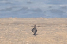 중부리도요 from 3060 Tocha, Portugal on 2025년 08월 29일... by Rui Daniel Ferreira · iNaturalist 중부리도요 (Numenius phaeopus)