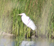 중대백로 from Meningie SA 5264, Australia on 2025년 12월 31일 (수) at 07:55 오전 by davidsando. 1 · iNaturalist 중대백로... 
