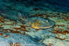 Narcine bancroftii from Saint George, Dominica on 2025년 12월 13일 (토) at 06:47 오후 by Jane Kempler &amp; Andrew Goldby... 