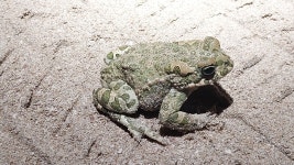 유럽초록두꺼비 from Παραλία Χρυσή Άμμος, Πύλος, Pilos 240 01, Griechenland on 2025년 12월 28일 (일) at 08... 