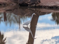 중대백로 from F343+64, Phoenix, AZ 85008, USA on 2026년 01월 03일 (토) at 11:25 오전 by Faye · iNaturalist 중대백로 (Ardea alba)