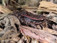 라투슈개구리 from 福建省福州市闽侯县南屿镇G1523甬莞高速 on 2026년 01월 04일 (일) at 03:20 오후 by 醉翁 · iNaturalist... 